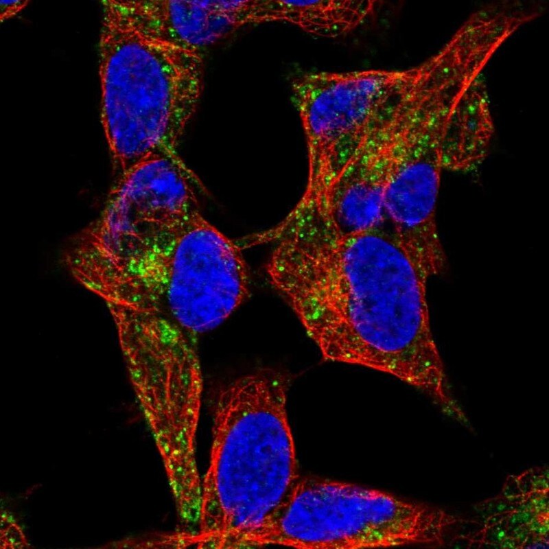 NYAP1 Antibody - BSA Free Immunocytochemistry/ Immunofluorescence: NYAP1 Antibody [NBP1-93806]