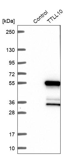 TTLL10 Antibody - BSA Free Western Blot: TTLL10 Antibody - BSA Free [NBP1-93819]