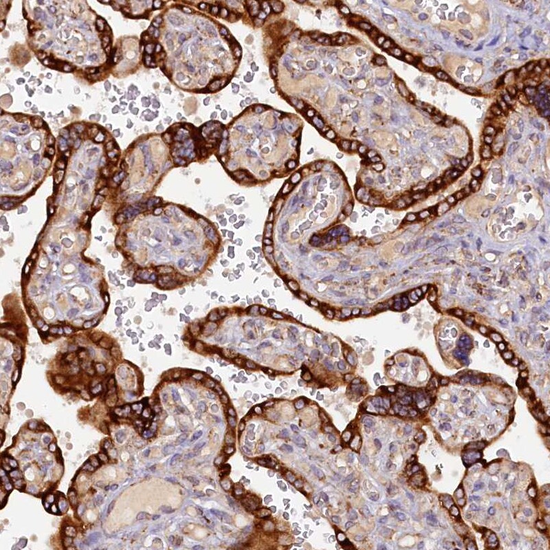 SSC5D Antibody - BSA Free Immunohistochemistry: SSC5D Antibody - BSA Free [NBP1-93831]