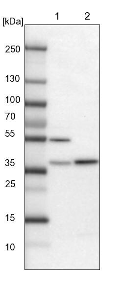 FAM171B Antibody - BSA Free Western Blot: FAM171B Antibody - BSA Free [NBP1-93847]