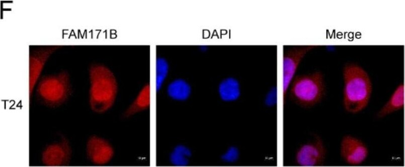 FAM171B Antibody - BSA Free