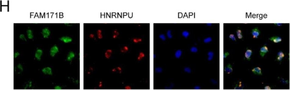 FAM171B Antibody - BSA Free