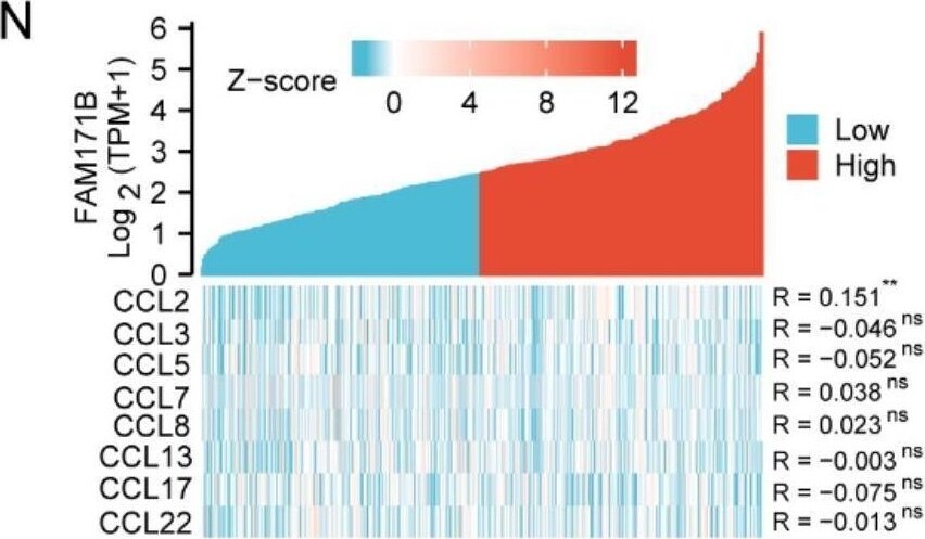 FAM171B Antibody - BSA Free