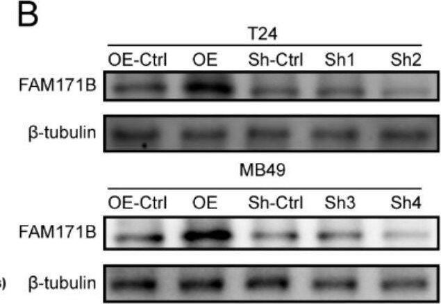 FAM171B Antibody - BSA Free