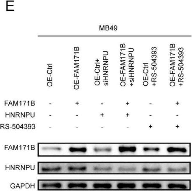 FAM171B Antibody - BSA Free