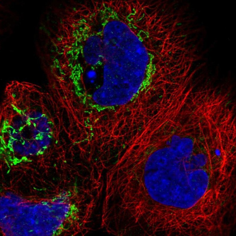 THAP9 Antibody - BSA Free Immunocytochemistry/ Immunofluorescence: THAP9 Antibody [NBP1-93848]
