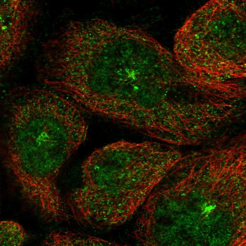 KIAA1468 Antibody - BSA Free Immunocytochemistry/ Immunofluorescence: KIAA1468 Antibody [NBP1-93851]