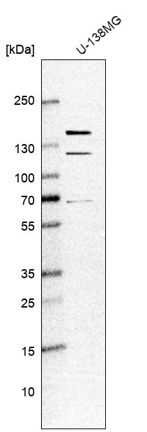 KIAA1468 Antibody - BSA Free Western Blot: KIAA1468 Antibody - BSA Free [NBP1-93851]