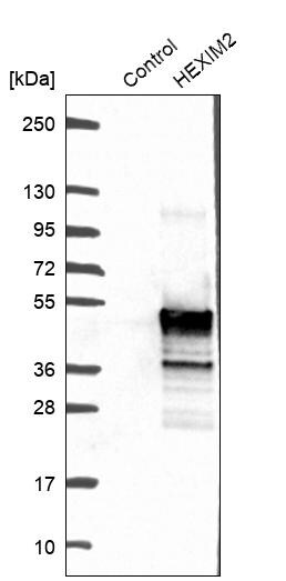 HEXIM2 Antibody - BSA Free Western Blot: HEXIM2 Antibody - BSA Free [NBP1-93876]