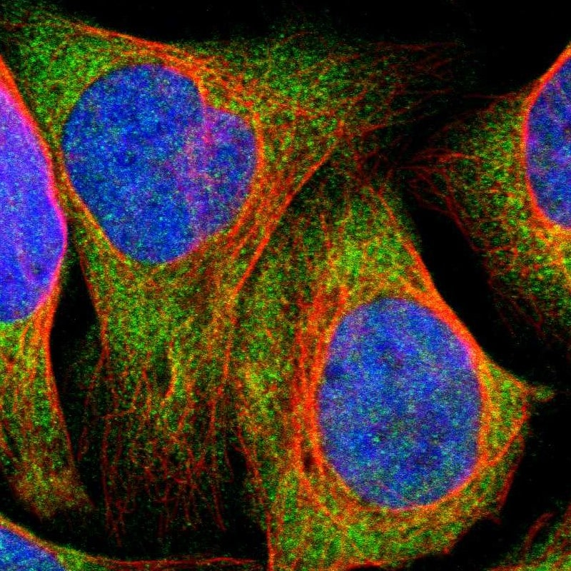 SDK1 Antibody - BSA Free Immunocytochemistry/ Immunofluorescence: SDK1 Antibody [NBP1-93882]