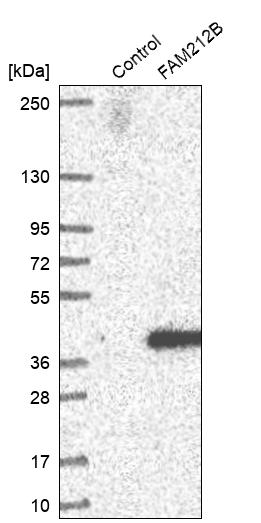 FAM212B Antibody - BSA Free Western Blot: FAM212B Antibody - BSA Free [NBP1-93888]