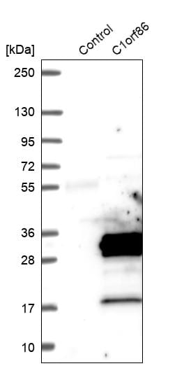 FAAP20 Antibody - BSA Free Western Blot: FAAP20 Antibody - BSA Free [NBP1-93890]