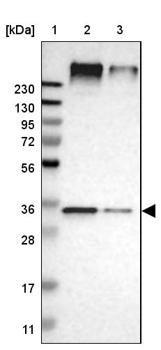 UBAC2 Antibody - BSA Free Western Blot: UBAC2 Antibody - BSA Free [NBP1-93893]