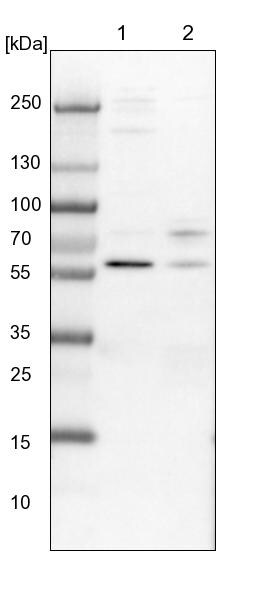 CCDC181 Antibody - BSA Free Western Blot: CCDC181 Antibody - BSA Free [NBP1-93901]