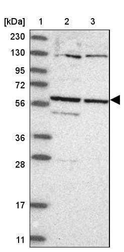 CCDC181 Antibody - BSA Free Western Blot: CCDC181 Antibody - BSA Free [NBP1-93901]