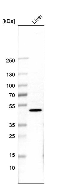 FAM123A Antibody - BSA Free Western Blot: FAM123A Antibody - BSA Free [NBP1-93907]