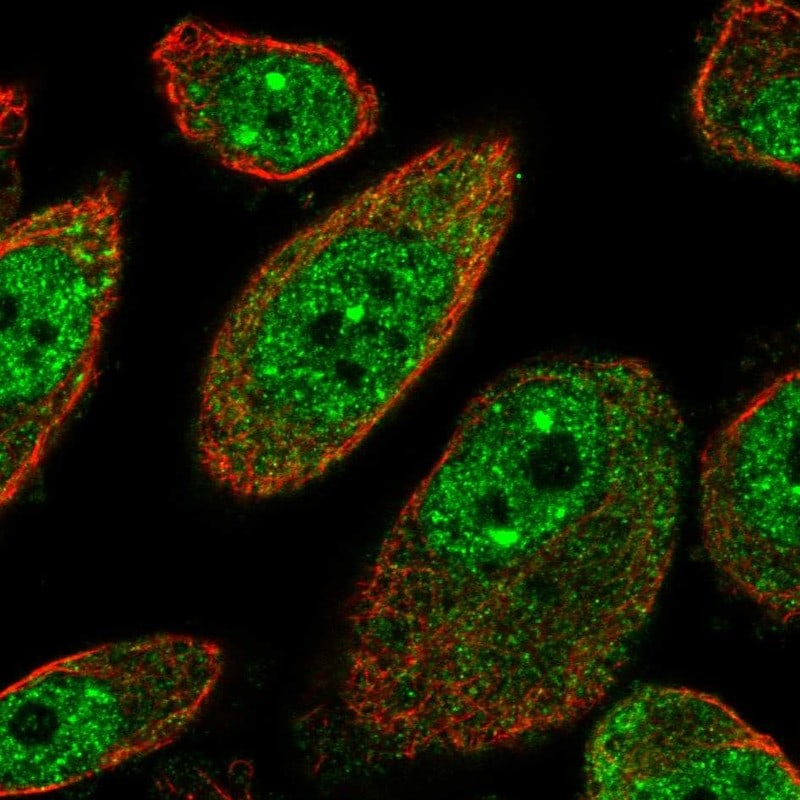 MSANTD2 Antibody - BSA Free Immunocytochemistry/ Immunofluorescence: MSANTD2 Antibody - BSA Free [NBP1-93931]