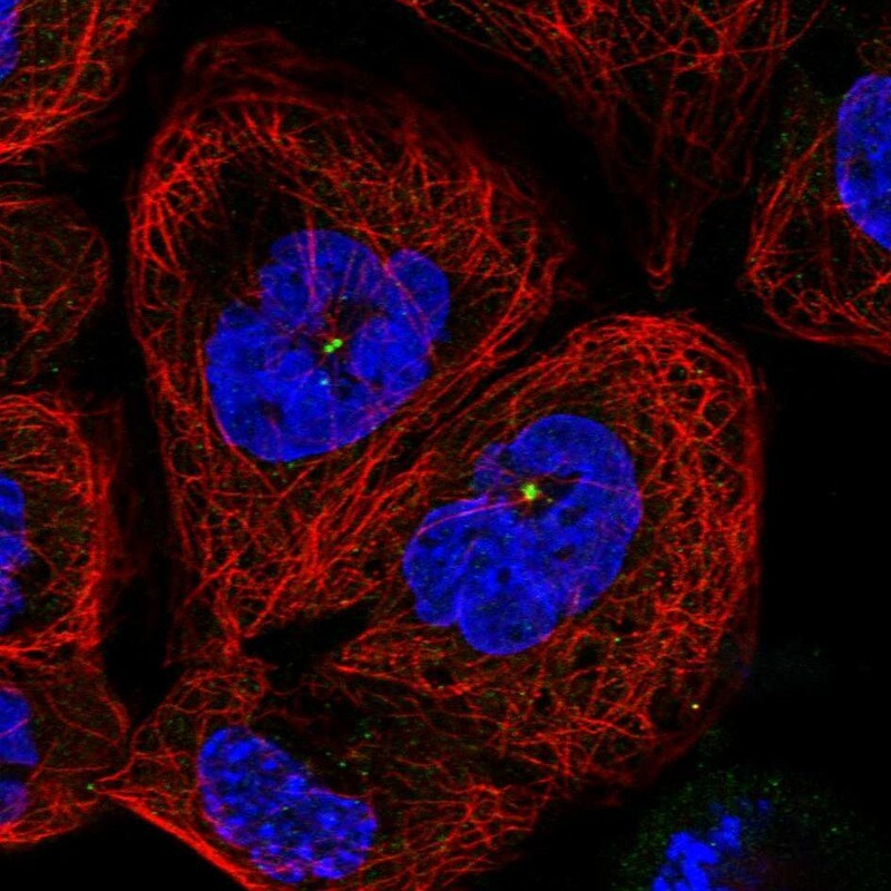 TOP6BL Antibody - BSA Free Immunocytochemistry/ Immunofluorescence: TOP6BL Antibody - BSA Free [NBP1-93944]