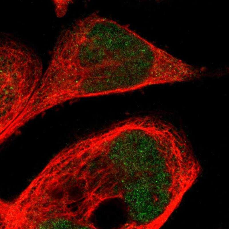 CPED1 Antibody - BSA Free Immunocytochemistry/ Immunofluorescence: CPED1 Antibody - BSA Free [NBP1-93947]