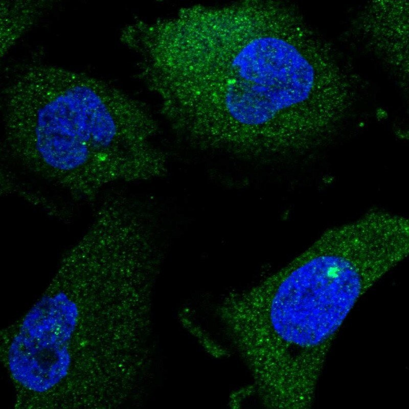 ENGASE Antibody - BSA Free Immunocytochemistry/ Immunofluorescence: ENGASE Antibody [NBP1-93948]