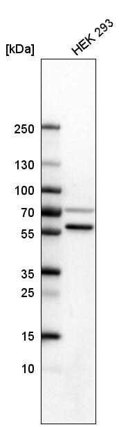 SETD6 Antibody - BSA Free Western Blot: SETD6 Antibody - BSA Free [NBP1-93955]
