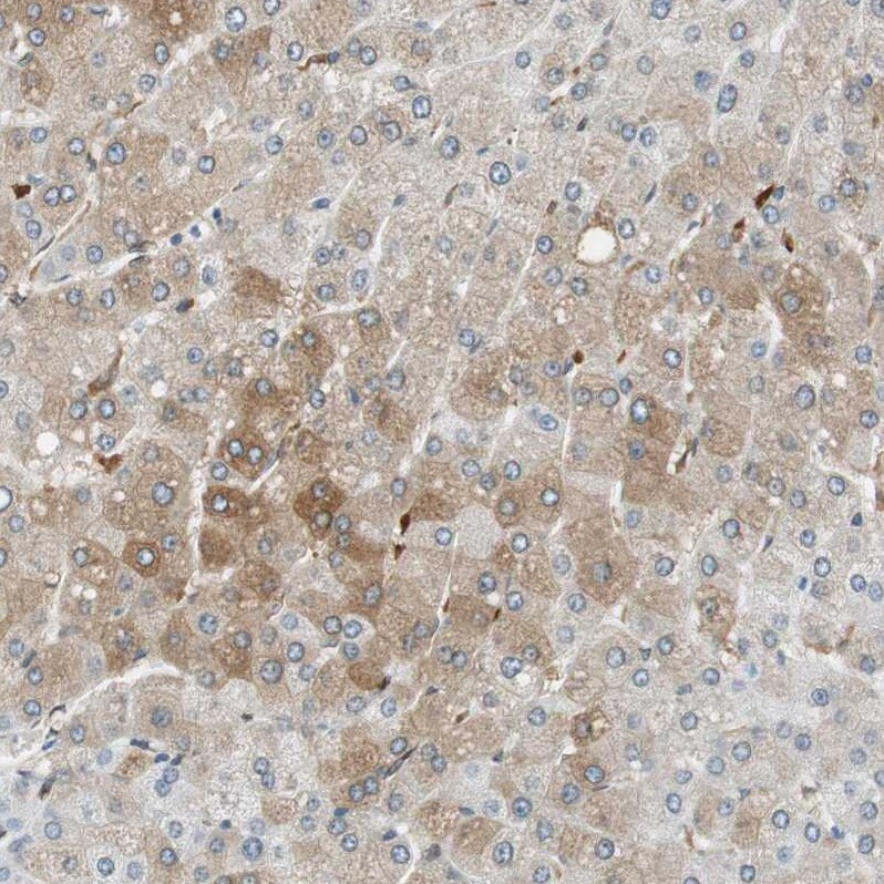 TMEM260 Antibody - BSA Free Immunohistochemistry: TMEM260 Antibody - BSA Free [NBP1-93976]