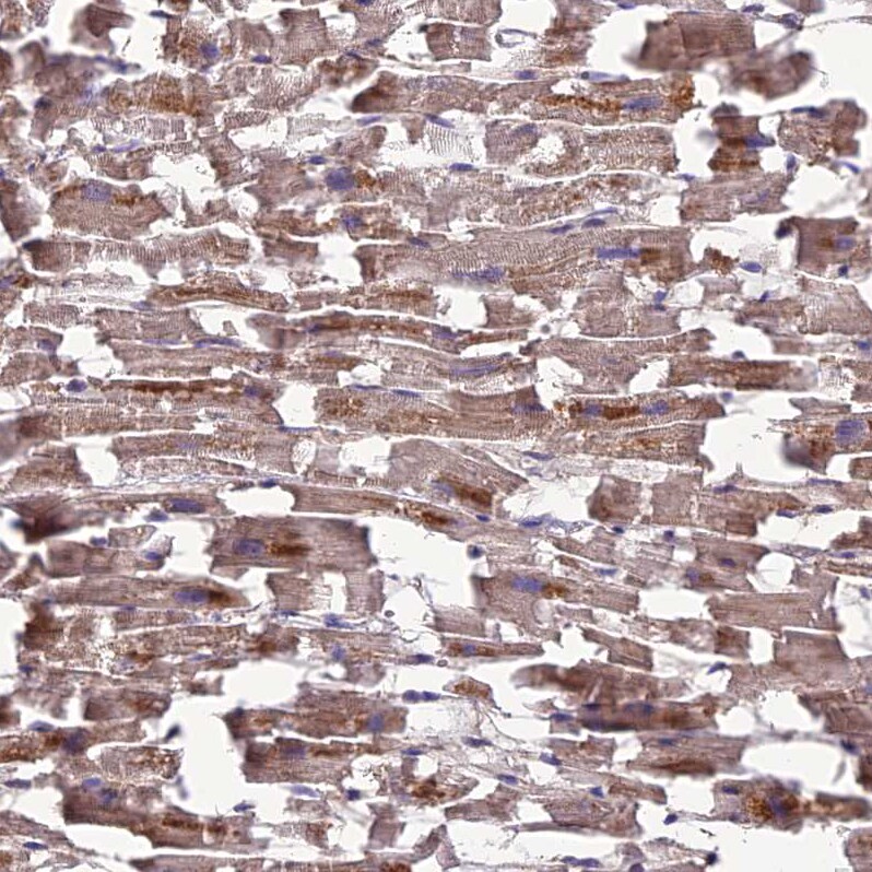MIOS Antibody - BSA Free Immunohistochemistry: MIOS Antibody - BSA Free [NBP1-93980]