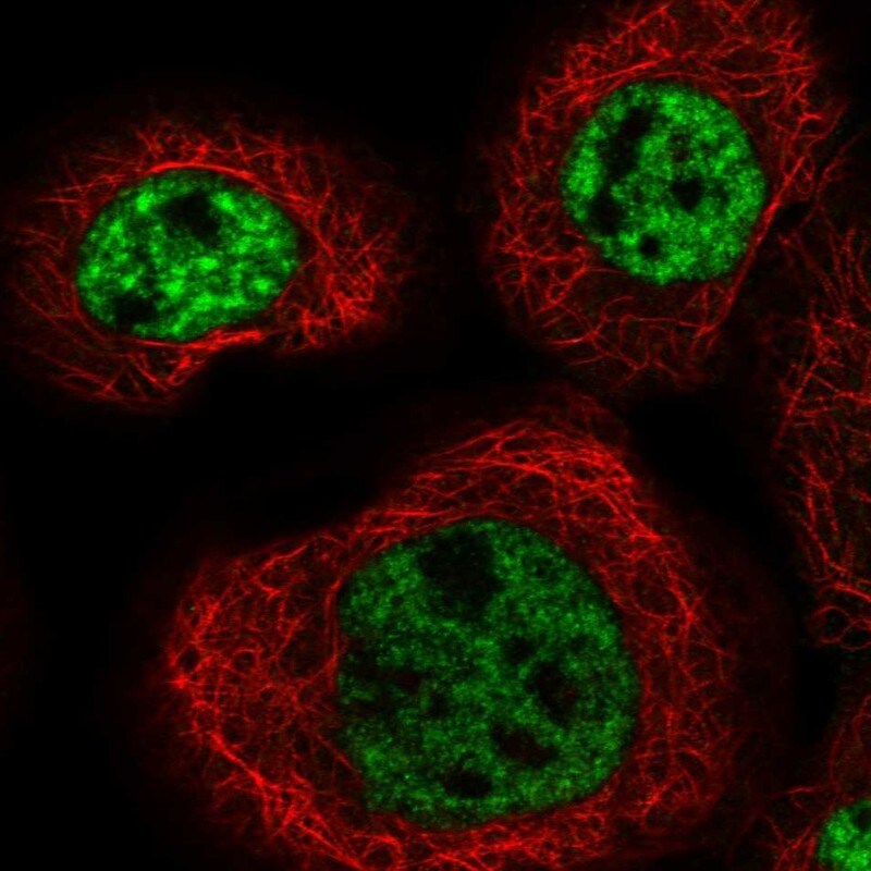 MFSD11 Antibody - BSA Free Immunocytochemistry/ Immunofluorescence: MFSD11 Antibody [NBP1-93984]