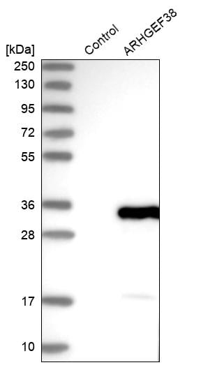 ARHGEF38 Antibody - BSA Free Western Blot: ARHGEF38 Antibody - BSA Free [NBP1-93985]