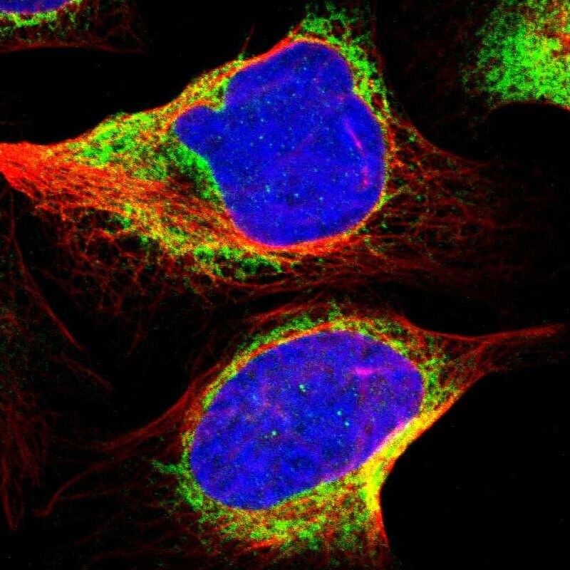 PCNXL2 Antibody - BSA Free Immunocytochemistry/ Immunofluorescence: PCNXL2 Antibody [NBP1-94036]