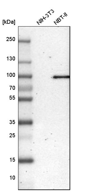 LEPREL1 Antibody - BSA Free Western Blot: LEPREL1 Antibody - BSA Free [NBP1-94041]