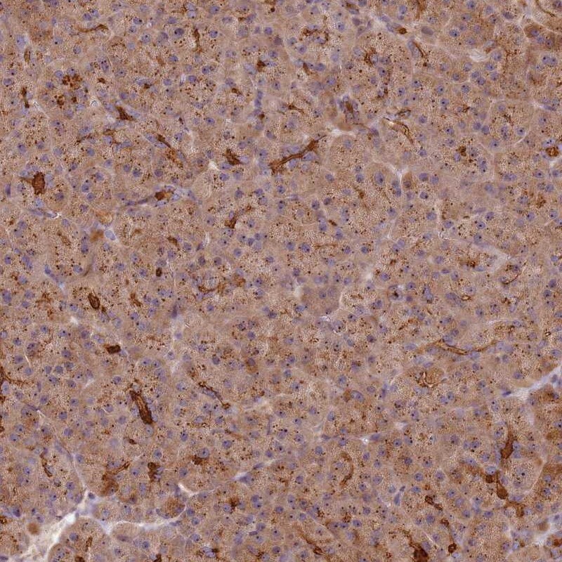 C2CD4B Antibody - BSA Free Immunohistochemistry: C2CD4B Antibody - BSA Free [NBP1-94053]