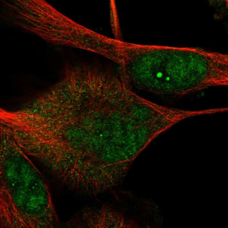 DRGX Antibody - BSA Free Immunocytochemistry/ Immunofluorescence: DRGX Antibody - BSA Free [NBP1-94059]
