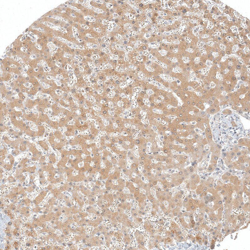 AFMID Antibody - BSA Free Immunohistochemistry: AFMID Antibody - BSA Free [NBP1-94068]