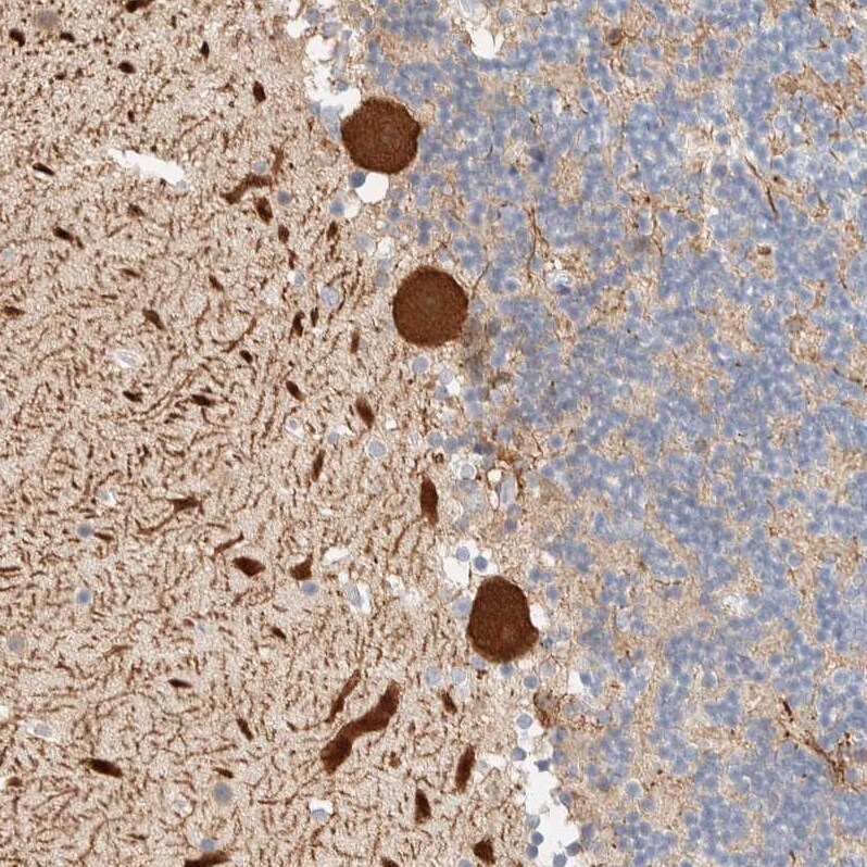 AFMID Antibody - BSA Free Immunohistochemistry: AFMID Antibody - BSA Free [NBP1-94068]