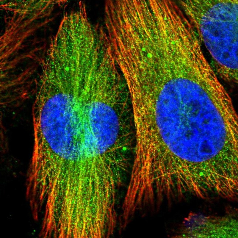 FRYL Antibody - BSA Free Immunocytochemistry/ Immunofluorescence: FRYL Antibody [NBP1-94071]