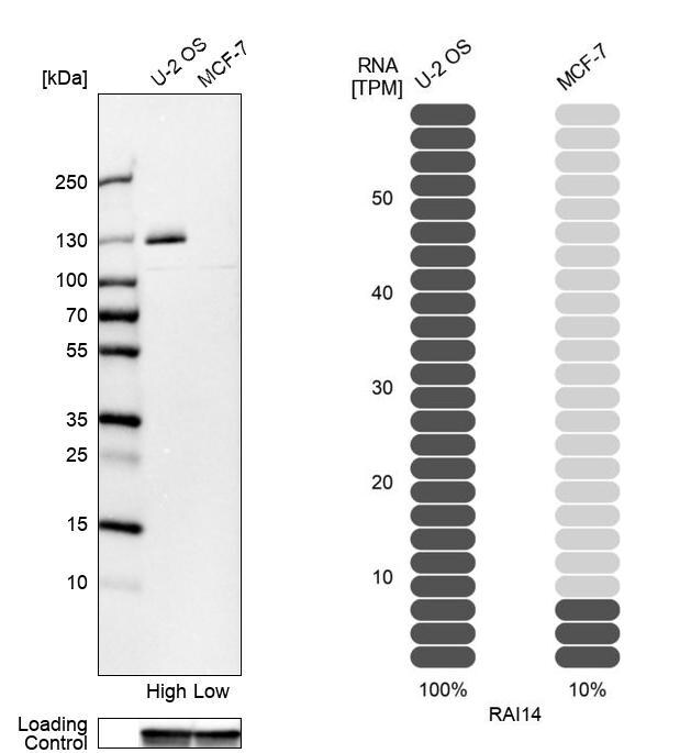 RAI14 Antibody - BSA Free Western Blot: RAI14 Antibody - BSA Free [NBP1-94076]