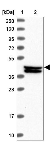 FAM217B Antibody - BSA Free Western Blot: FAM217B Antibody - BSA Free [NBP1-94080]