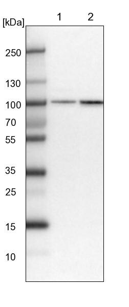 PLEKHM3 Antibody - BSA Free Western Blot: PLEKHM3 Antibody - BSA Free [NBP1-94090]