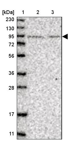 PLEKHM3 Antibody - BSA Free Western Blot: PLEKHM3 Antibody - BSA Free [NBP1-94090]