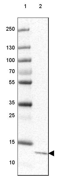 CCDC167 Antibody - BSA Free Western Blot: CCDC167 Antibody - BSA Free [NBP1-94107]