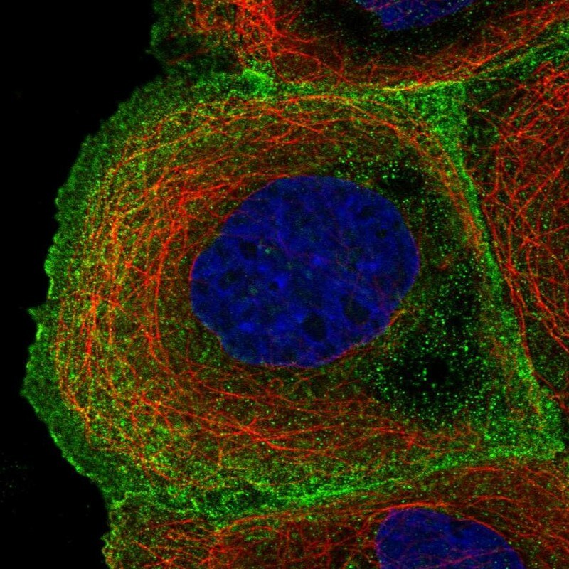 ARHGAP40 Antibody - BSA Free Immunocytochemistry/ Immunofluorescence: ARHGAP40 Antibody - BSA Free [NBP1-94112]