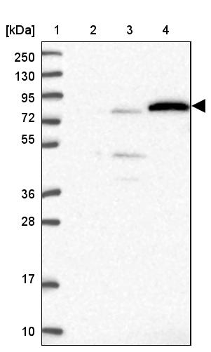 EXOC3L4 Antibody - BSA Free Western Blot: EXOC3L4 Antibody - BSA Free [NBP1-94124]