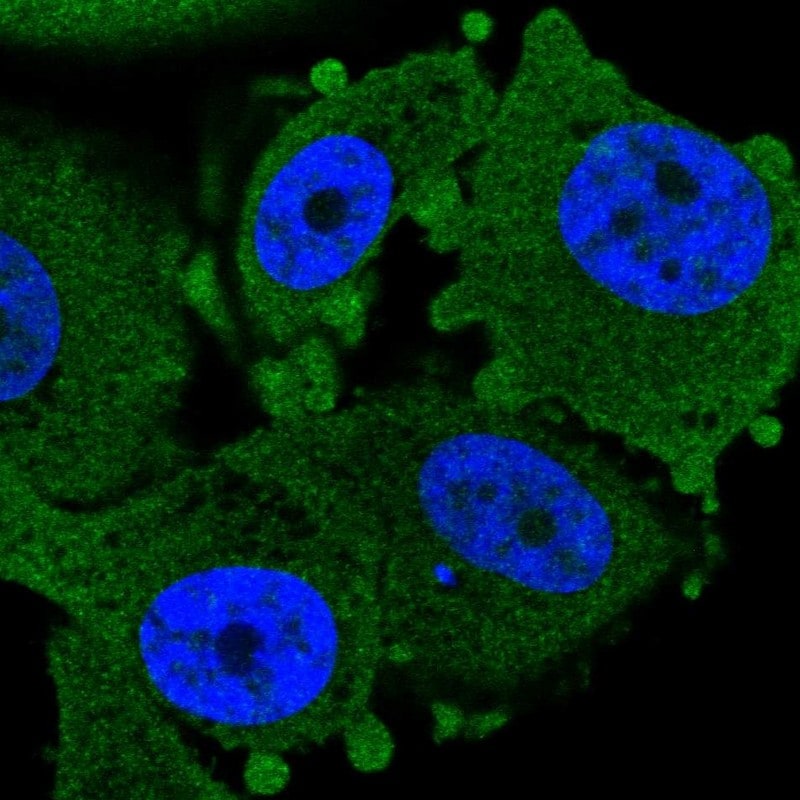 CHURC1 Antibody - BSA Free Immunocytochemistry/ Immunofluorescence: CHURC1 Antibody - BSA Free [NBP1-94125]