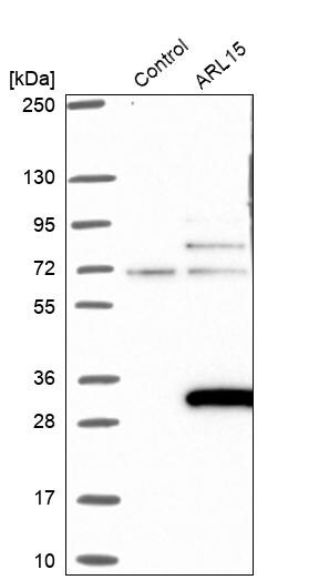 ARL15 Antibody - BSA Free Western Blot: ARL15 Antibody - BSA Free [NBP1-94142]