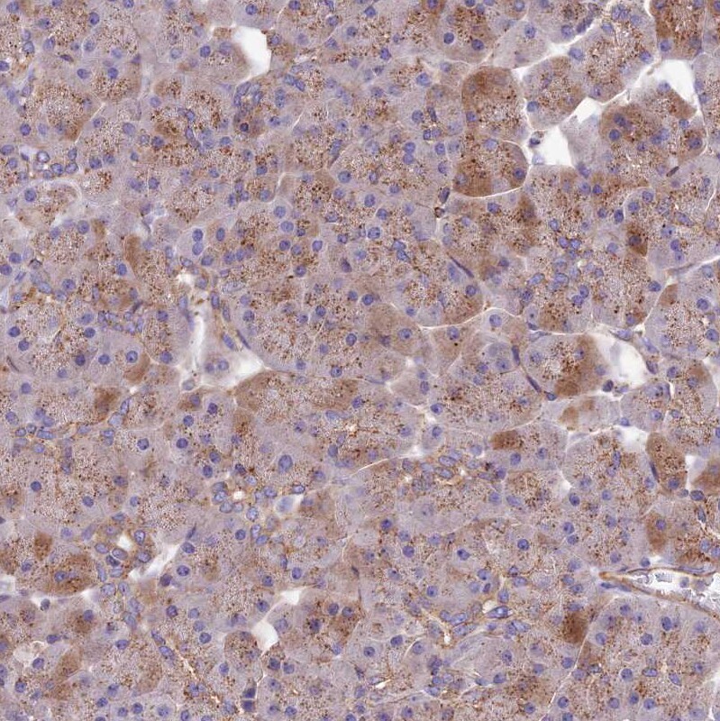 QRFP Antibody - BSA Free Immunohistochemistry: QRFP Antibody - BSA Free [NBP1-94144]