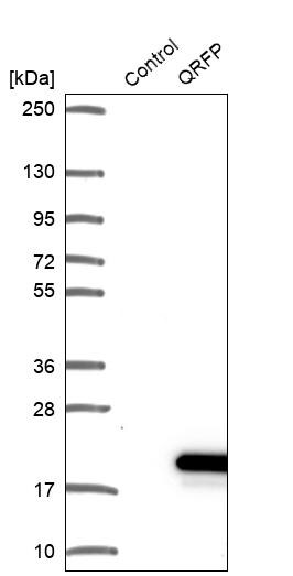 QRFP Antibody - BSA Free Western Blot: QRFP Antibody - BSA Free [NBP1-94144]