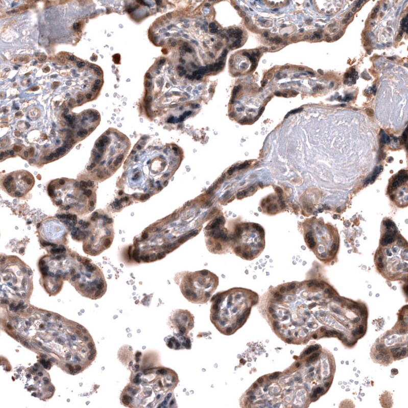 SPATA48 Antibody - BSA Free Immunohistochemistry: SPATA48 Antibody - BSA Free [NBP1-94145]
