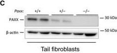 PAXX Antibody
