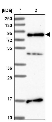 SRRM5 Antibody - BSA Free Western Blot: SRRM5 Antibody - BSA Free [NBP1-94187]